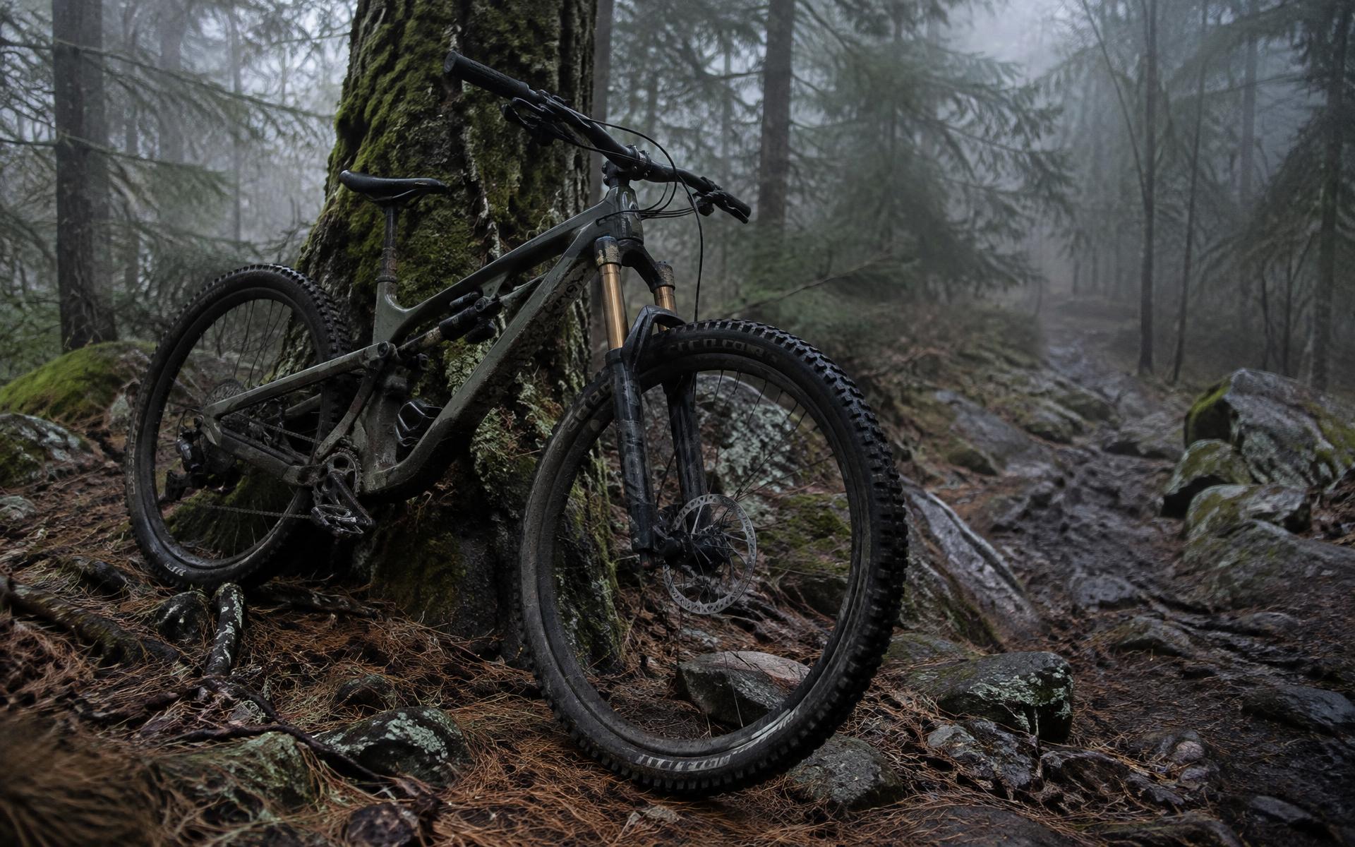 Mountain bike leaning against a pine in a misty forest